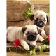 NEW Hot Sale Diamond Painting 2 Pug Puppies - 0 - Thumbnail