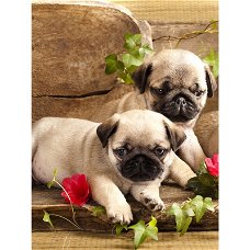 NEW Hot Sale Diamond Painting 2 Pug Puppies