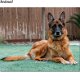 DIY Full Square round Diamond Painting Dog German - 0 - Thumbnail