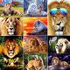 Muxun Diamond Painting Animal Lion Embroidery Sale Full - 0 - Thumbnail