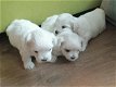 Twee theekopje Maltese puppy's hebben een nieuw gezin nodig - 0 - Thumbnail