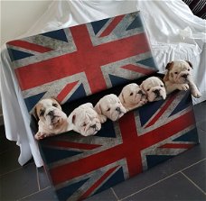 Engelse Bulldogs voor rehoming