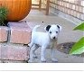 Jack Russell Terrier Pups - 0 - Thumbnail