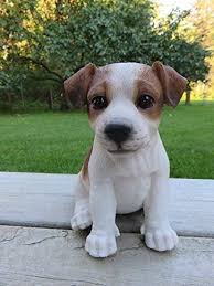 Jack Russell Terrier Pups - 0