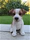 Jack Russell Terrier Pups - 0 - Thumbnail