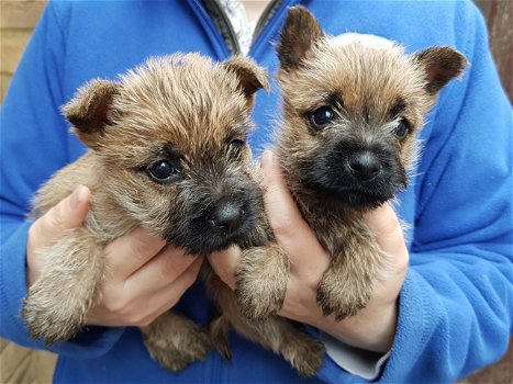 Onbetaalbare mannelijke Black Cairn Terrier-puppy's - 0