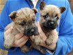Onbetaalbare mannelijke Black Cairn Terrier-puppy's - 0 - Thumbnail