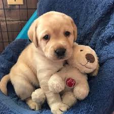 Beutifull Labrador Puppies for Rehoming - 0