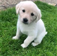 Beutifull Labrador Puppies for Rehoming - 0