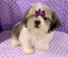 Shih Tzu-puppy's voor herplaatsing