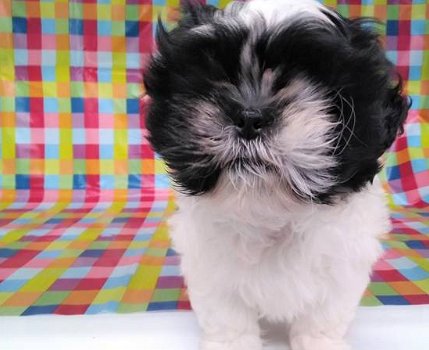 Shih Tzu-puppy's voor herplaatsing - 0