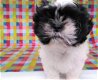 Shih Tzu-puppy's voor herplaatsing - 0 - Thumbnail