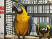 Getrainde intelligente kak Afrikaanse grijze papegaai met eieren - 0 - Thumbnail