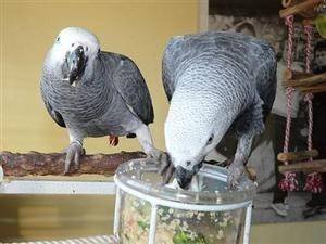 Getrainde intelligente kak Afrikaanse grijze papegaai met eieren - 0