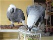 Getrainde intelligente kak Afrikaanse grijze papegaai met eieren - 0 - Thumbnail