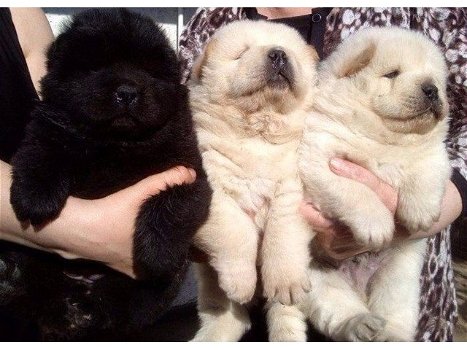 Onbetaalbare mannelijke Black Chow chow-puppy's - 0