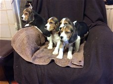 Lovely Beagle puppies.