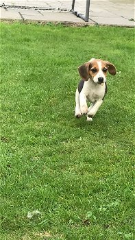 Lovely Beagle puppies. - 1