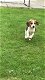 Lovely Beagle puppies. - 1 - Thumbnail