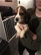 Lovely Beagle puppies. - 2 - Thumbnail