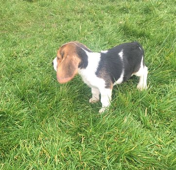 Lovely Beagle puppies. - 3