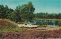 Schapen op de Heide_2 - 0 - Thumbnail