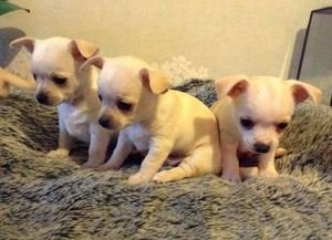 Chihuahua-puppy's voor adoptie - 0
