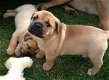 Mastiff-puppy's beschikbaar voor adoptie - 0 - Thumbnail