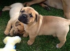 Mastiff-puppy's beschikbaar voor adoptie