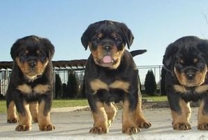 Rottweiler Puppies ter adoptie - 0