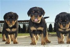 Rottweiler Puppies ter adoptie