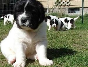 Newfoundland-puppy's beschikbaar voor adoptie - 0