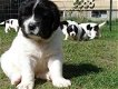 Newfoundland-puppy's beschikbaar voor adoptie - 0 - Thumbnail