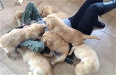 Golden Retriever-puppy's voor adoptie