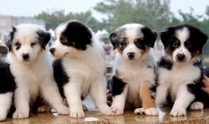 Australian Shepherd pups ter adoptie - 0