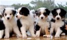 Australian Shepherd pups ter adoptie - 0 - Thumbnail