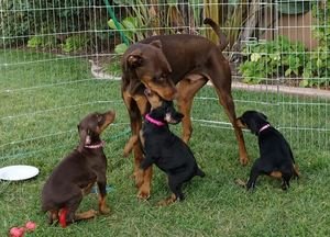 Doberman Pinscher-puppy's voor adoptie - 0