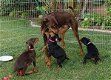 Doberman Pinscher-puppy's voor adoptie - 0 - Thumbnail