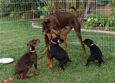 Doberman Pinscher-puppy's voor adoptie