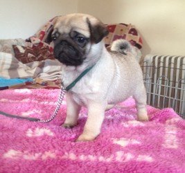 Pug puppy's ter adoptie - 0