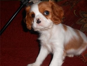 Cavalier King Charles Spaniel-puppy's voor adoptie - 0
