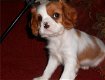 Cavalier King Charles Spaniel-puppy's voor adoptie - 0 - Thumbnail