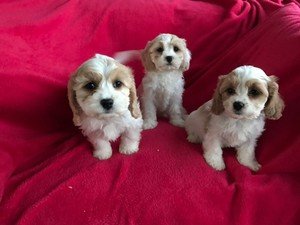 Cavachon-puppy's voor adoptie - 0