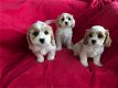 Cavachon-puppy's voor adoptie - 0 - Thumbnail