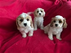 Cavachon-puppy's voor adoptie