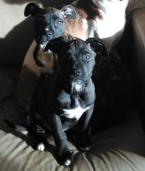 Cane Corso-puppy's voor adoptie