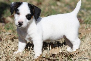 Jack Russell-puppy's voor adoptie - 0
