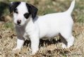 Jack Russell-puppy's voor adoptie - 0 - Thumbnail
