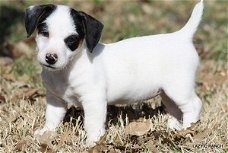 Jack Russell-puppy's voor adoptie