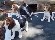 Beagle-puppy's voor adoptie